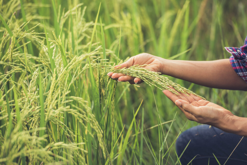 the farmer holds rice in hand.